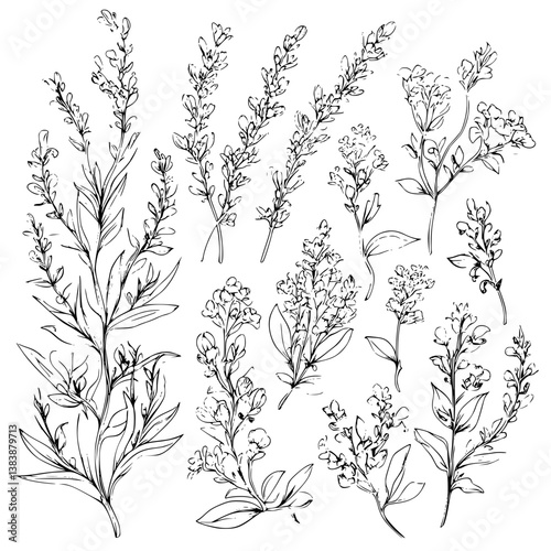 Collection of Lavenders coloring book vector designs, Lavenders illustration art