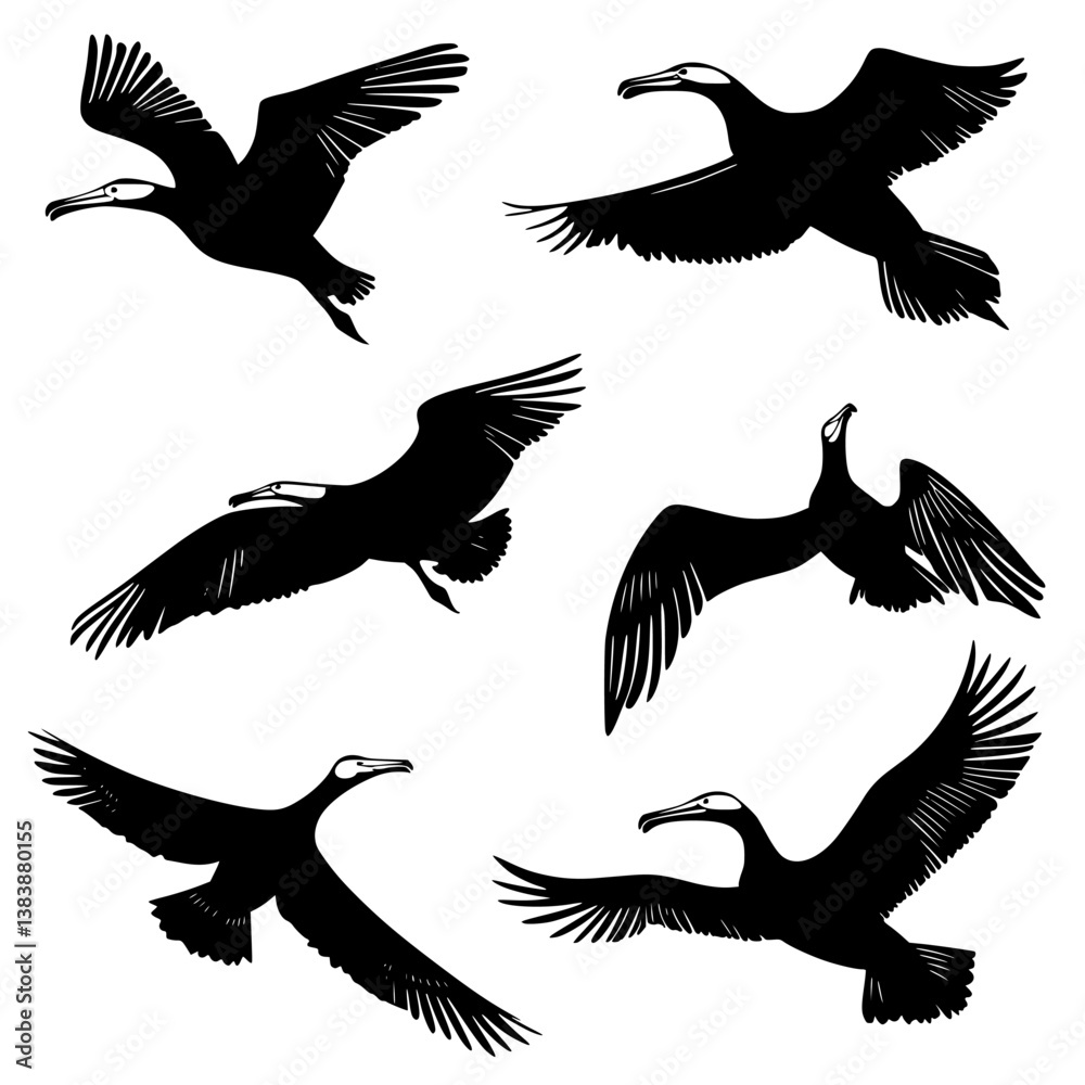 Obraz premium Collection of Albatrosses vector designs, Albatrosses illustration art