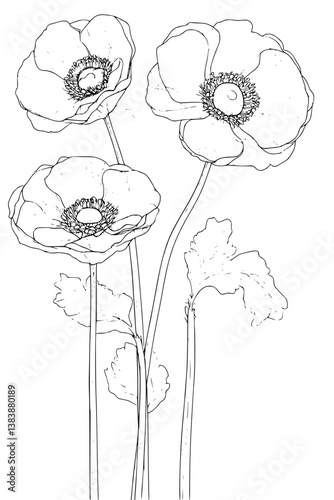 Collection of Anemones coloring book vectors, Anemones illustration art