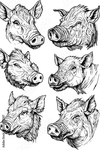 Collection of Boars coloring book vectors, Boars illustration art