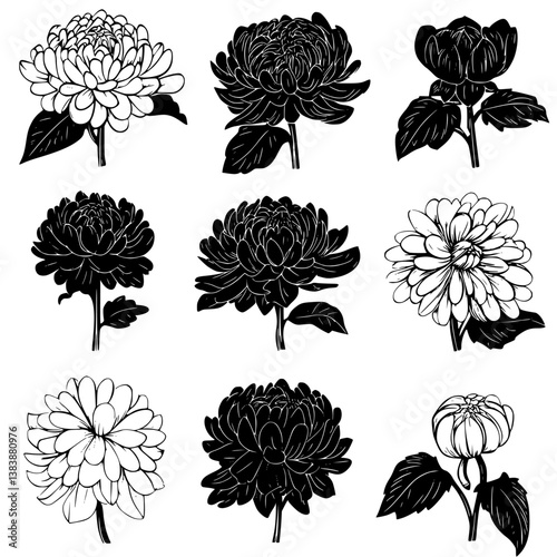 Collection of Chrysanthemums vector designs, Chrysanthemums illustration art