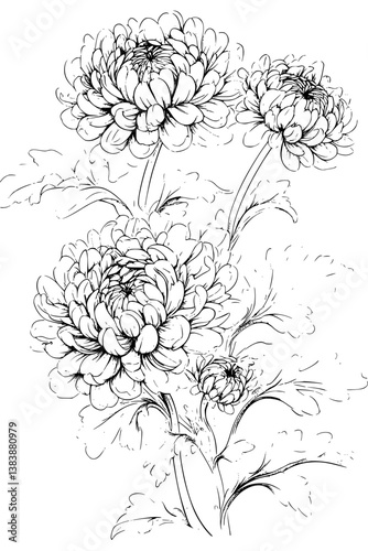 Collection of Chrysanthemums coloring book vectors, Chrysanthemums illustration art