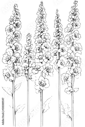 Collection of Delphiniums coloring book vectors, Delphiniums illustration art