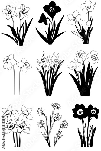Collection of Narcissi coloring book vectors, Narcissi illustration art