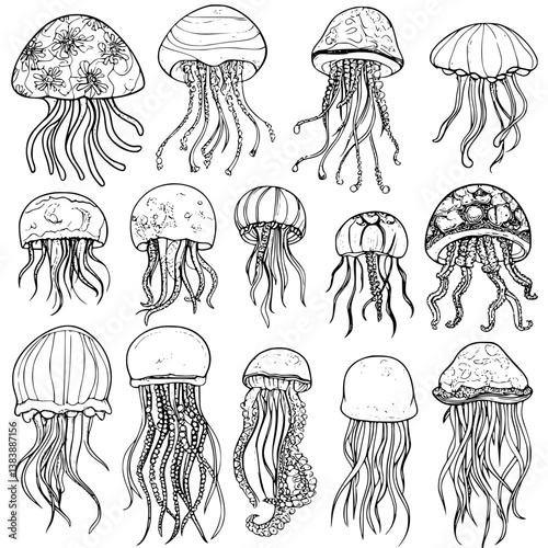 Collection of Jellyfish coloring book vector designs, Jellyfish vector graphic