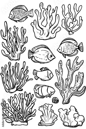 Collection of Corals coloring book vector designs, Corals vector graphic