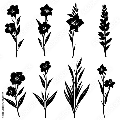 Collection of Gladioli vector designs, Gladioli vector graphic