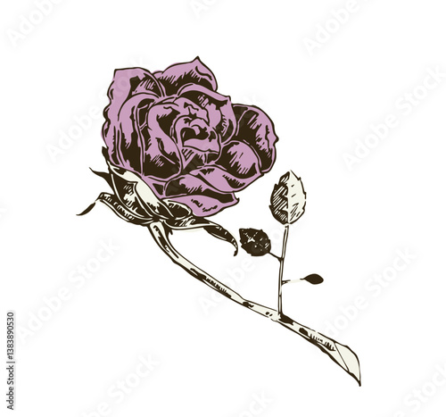 Rose