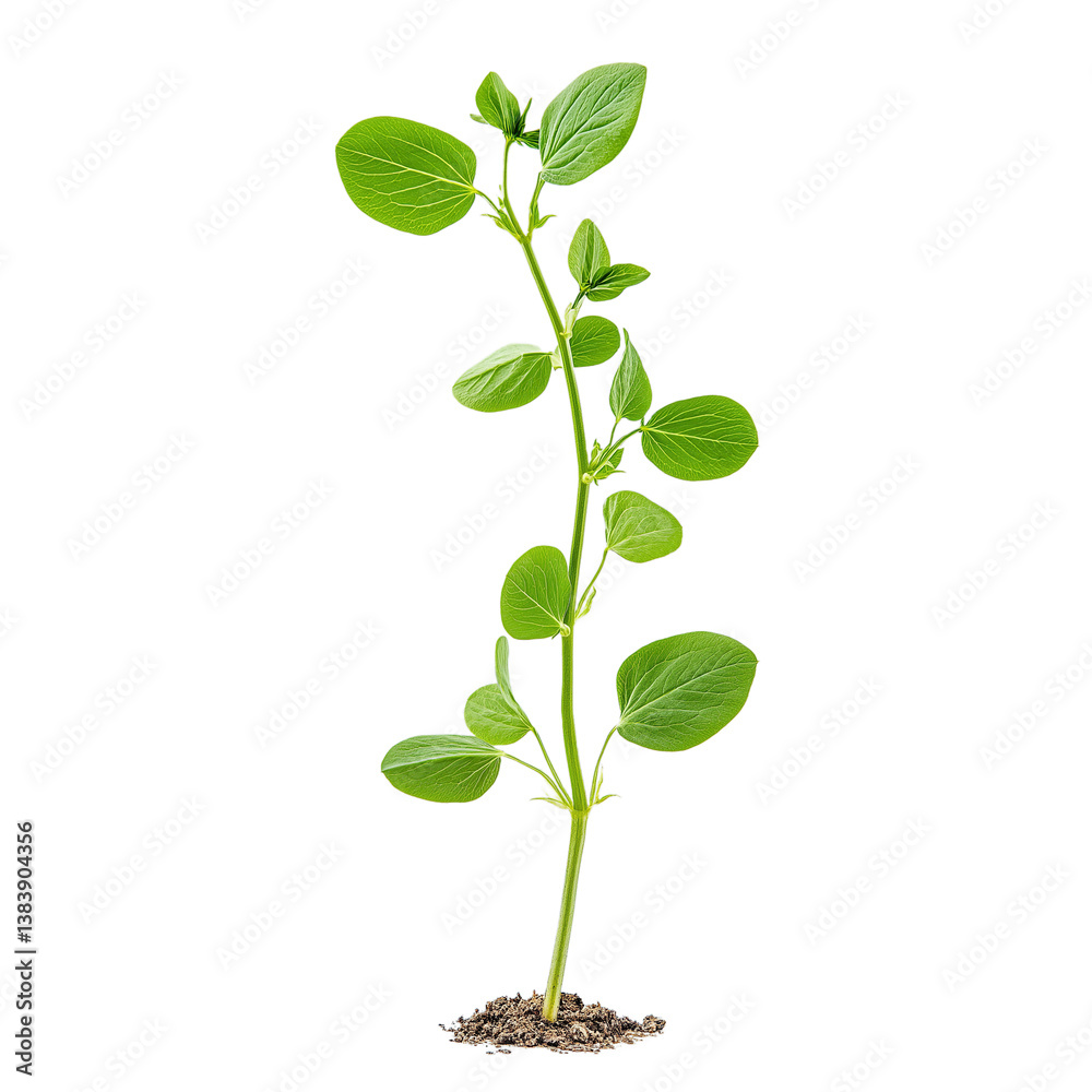 Young Pea Sprout with First True Leaves – Side View Isolated on Transparent Background, High-Res Plant Growth PNG