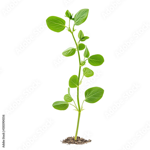 Obraz na płótnie Young Pea Sprout with First True Leaves – Side View Isolated on Transparent Background, High-Res Plant Growth PNG w salonie
