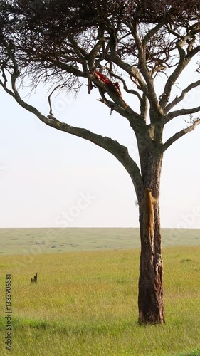 Leopard klettert auf Baum in afrikanischer Savanne auf dem er eine erlegte Antilope versteckt hat