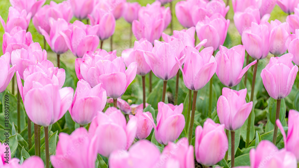 Field of delicate pink tulips in vibrant spring bloom Field of delicate pink tulips in vibrant spring bloom