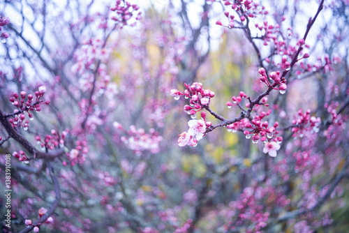 Delicate cherry blossoms covered in morning frosty dew