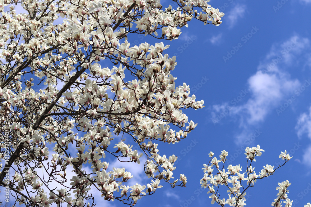 White magnolia flowers. Blooming tree in the park. Blooming white magnolia tree against the sky. Spring magnolia blossom. Nature background. Beautiful tree branches in spring White magnolia flowers. Blooming tree in the park. Blooming white magnolia tree against the sky. Spring magnolia blossom. Nature background. Beautiful tree branches in spring