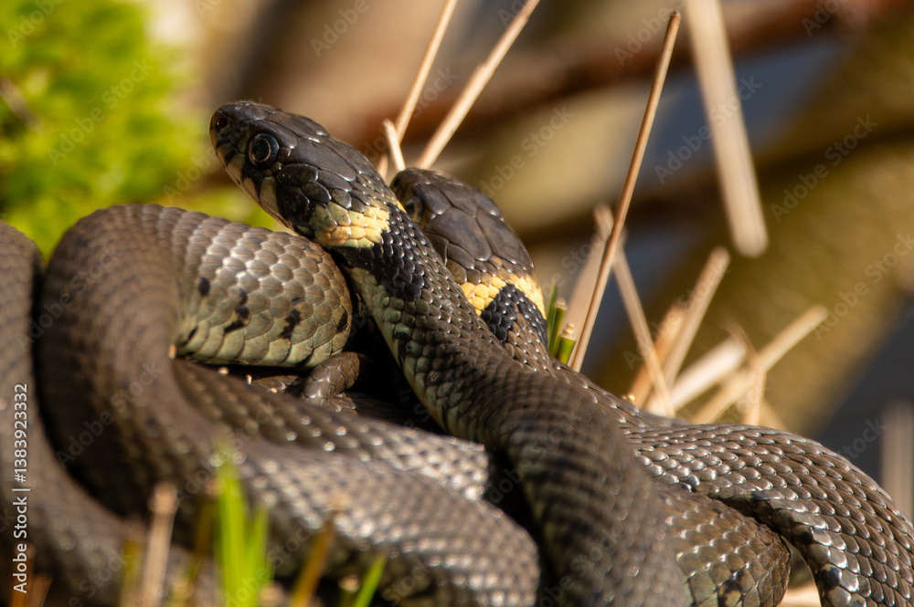 Fototapeta premium Close up of groep of grass snakes during mating season