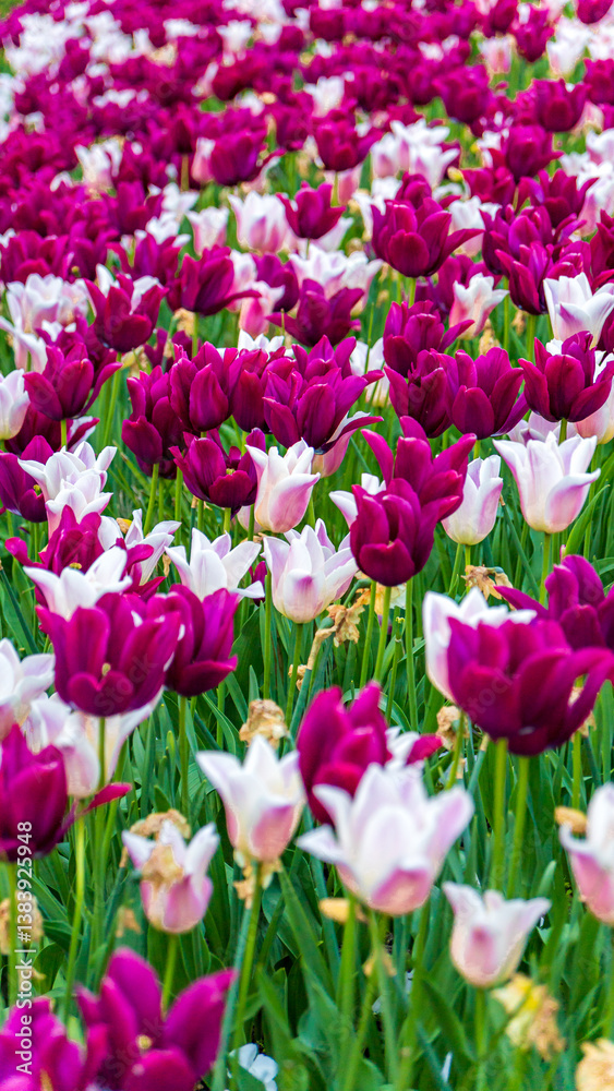 Vibrant tulip field in Yvoire, France with purple and white flowers Vibrant tulip field in Yvoire, France with purple and white flowers