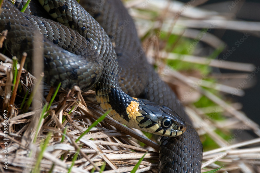 Obraz premium Close up of grass snakes during mating season