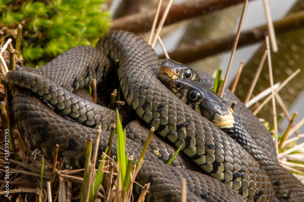 Close up of grass snakes during mating season Close up of grass snakes during mating season