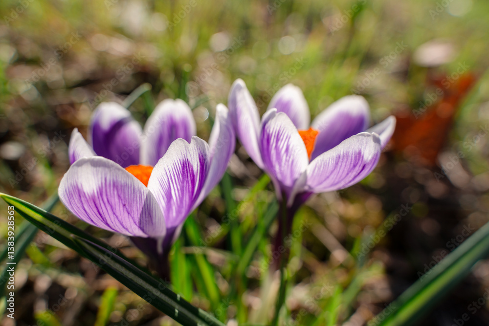 The first spring flowers are crocuses