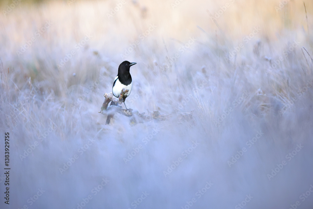 Eurasian Magpie amidst misty grassland scenery Eurasian Magpie amidst misty grassland scenery