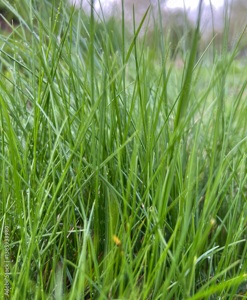 A Stunning CloseUp of Lush Green Grass Captured in the Heart of Natures Beauty A Stunning CloseUp of Lush Green Grass Captured in the Heart of Natures Beauty