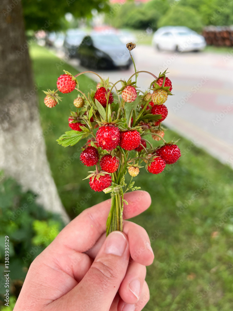 A Handheld Bunch of Fresh, Wild Strawberries Found in the Beautiful Nature Outdoors