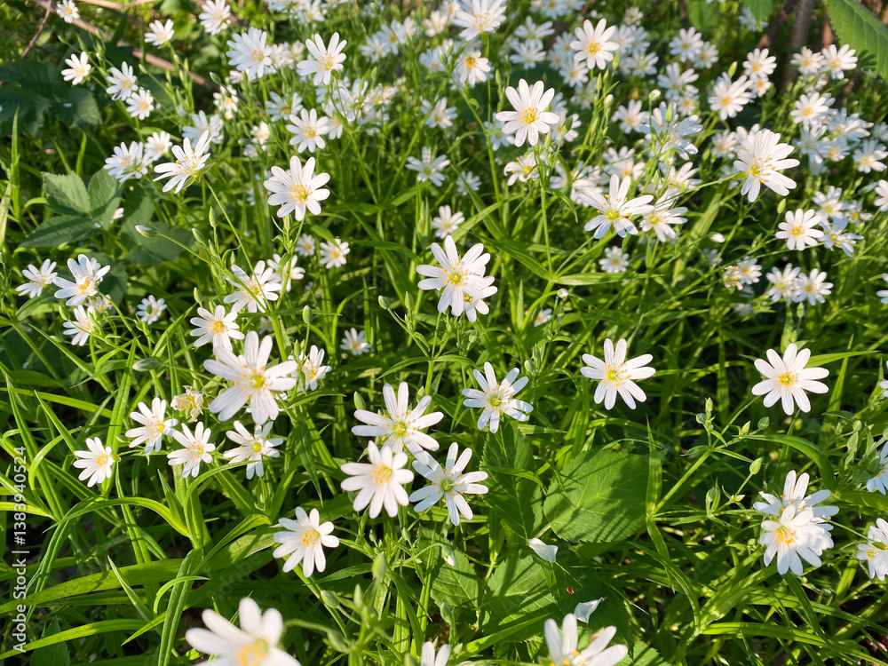 A Beautiful Meadow That is Filled with Delicate White Flowers Bathed in Warm Sunshine