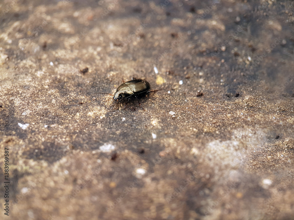 beetle in garden beetle in garden