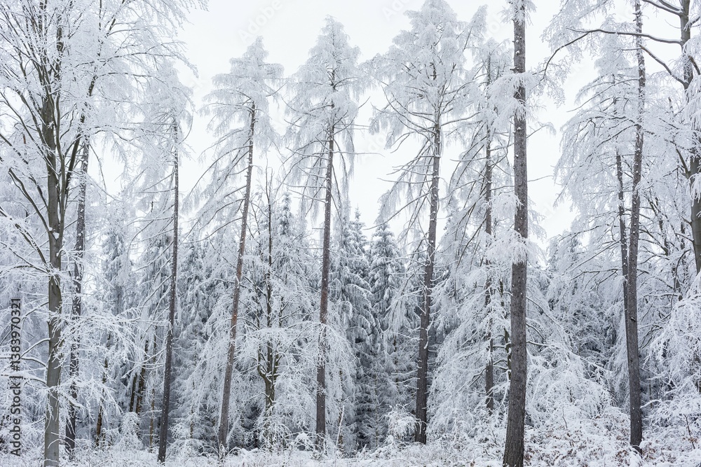 Winter Wonderland, A Serene Snow Covered Forest Scene Winter Wonderland, A Serene Snow Covered Forest Scene
