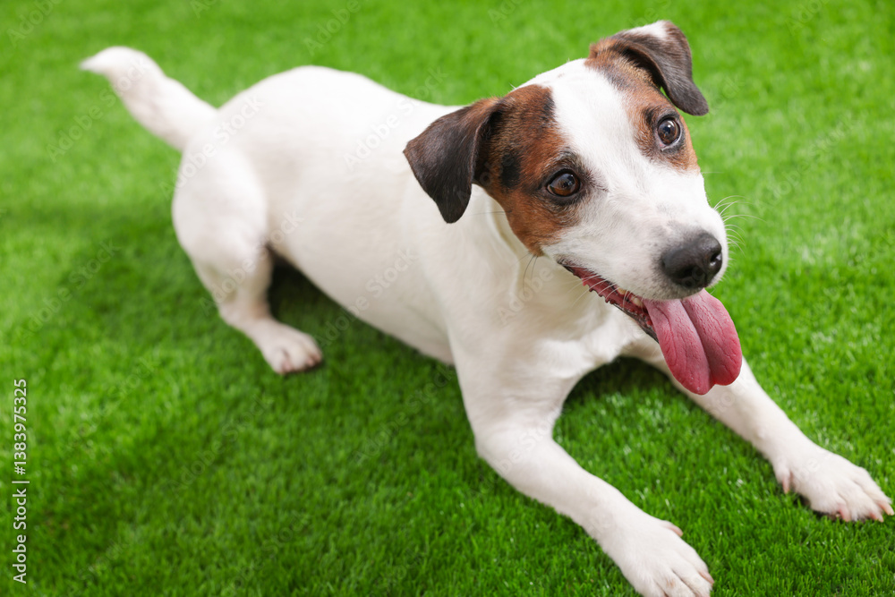 Cute Jack Russell Terrier dog lying on green grass Cute Jack Russell Terrier dog lying on green grass