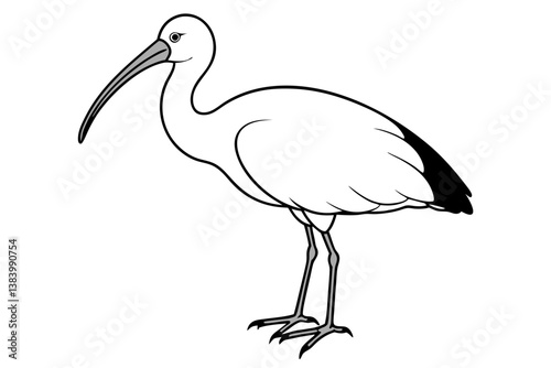 ibis silhouette line art vector illustration with a white background