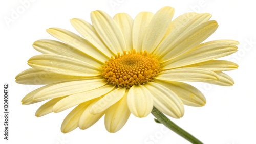yellow daisy isolated on white