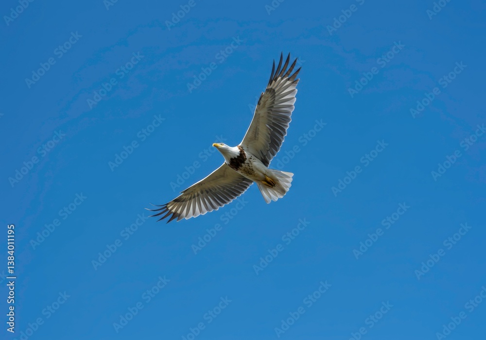 Obraz premium Majestic eagle soars freely in the clear blue sky. Wildlife bird spreading its wings, expressing freedom and power, inspiring nature photography for ornithology study.