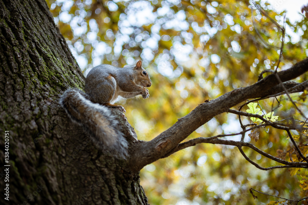 An Eastern gray squirrel sits on a tree branch in Turin, Italy, nibbling on food. Urban wildlife in its natural habitat.