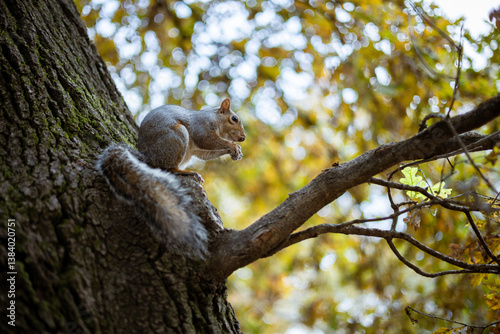 Obraz na płótnie An Eastern gray squirrel sits on a tree branch in Turin, Italy, nibbling on food. Urban wildlife in its natural habitat. w salonie