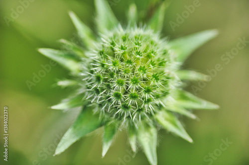 Close-up of an undeveloped green sage flower bud