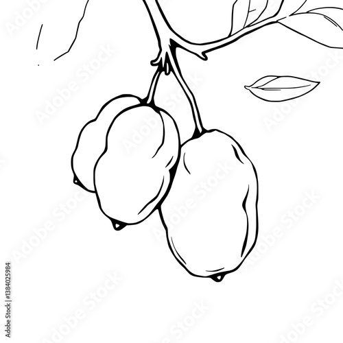 Drawing Of Two Ripe Yellow Fruits Hanging From A Branch