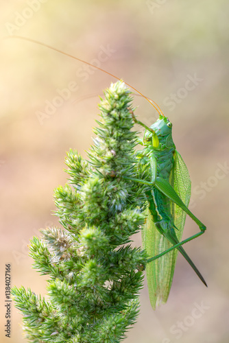 Grasshopper on a green grass