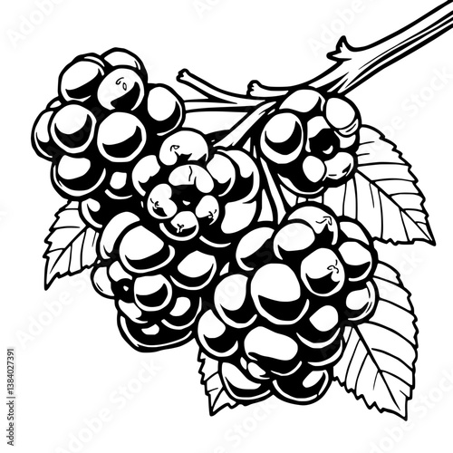 Black And White Illustration Of Juicy Blackberries On The Vine With Leaves
