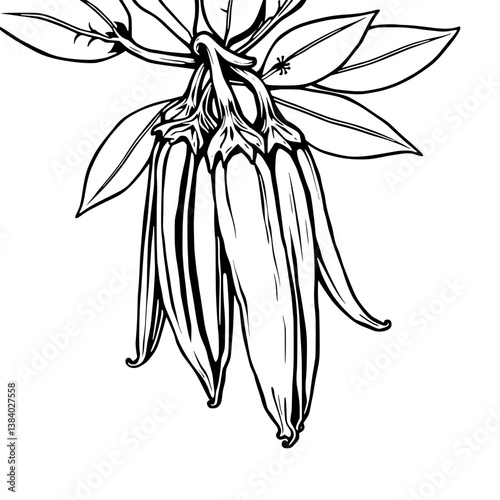 Elegant Line Drawing Of Vanilla Beans On Branch With Leaves