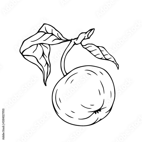 Sketch, apple tree fruit outline with leaves. Vector graphics.