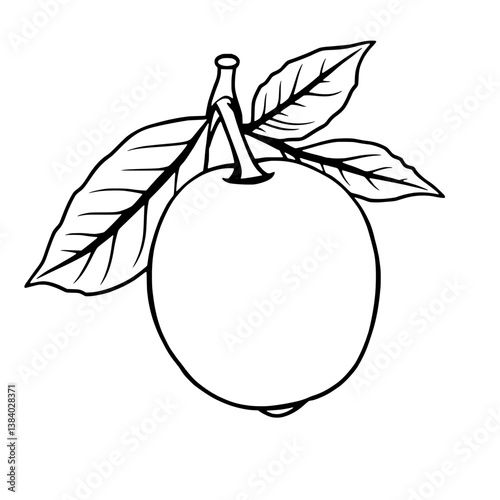 A Single Ripe Lemon with Leaves Freshly Picked from the Tree