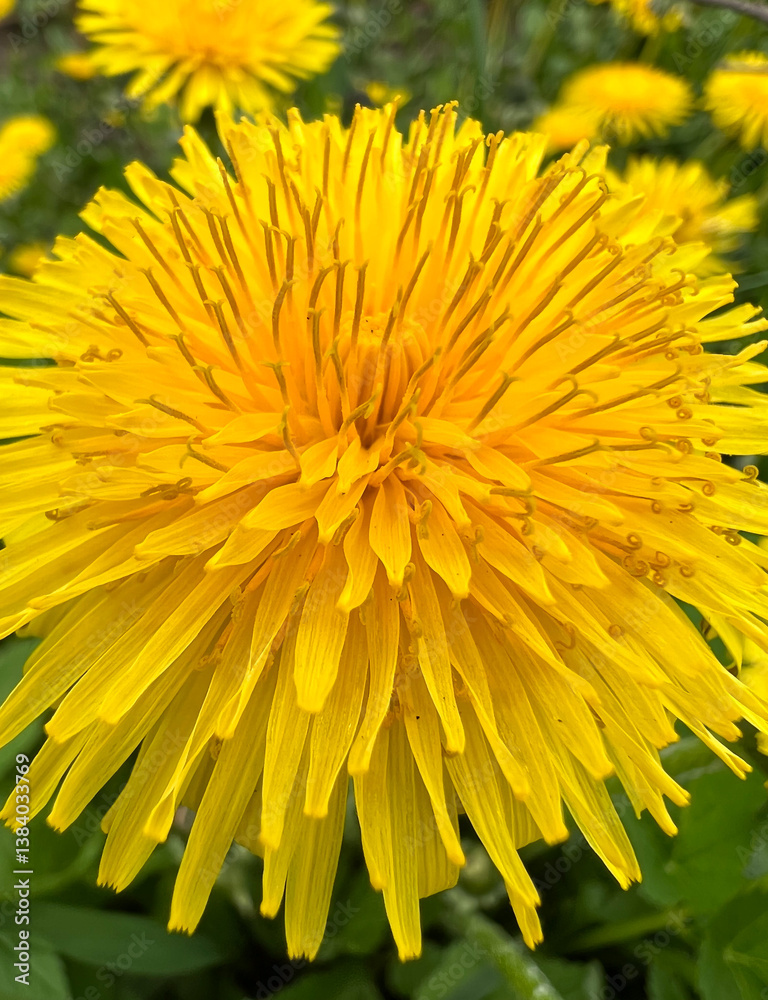 A Vibrant CloseUp of a Radiant Dandelion Flower in Full Bloom Captured Beautifully A Vibrant CloseUp of a Radiant Dandelion Flower in Full Bloom Captured Beautifully