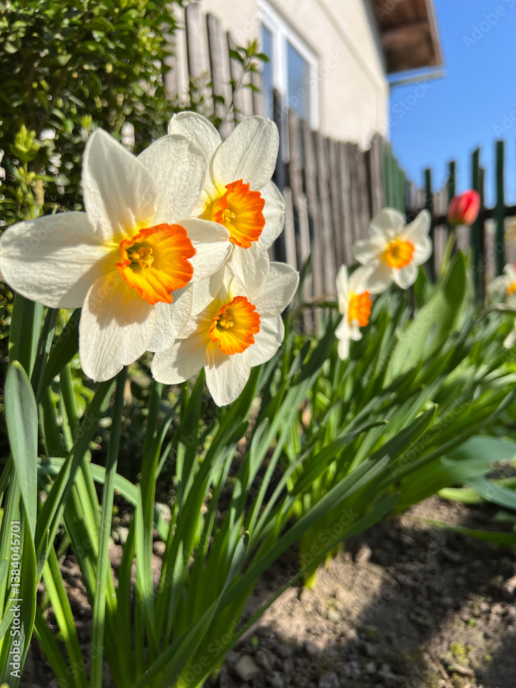 Stunningly Beautiful Daffodils are Blossoming Vibrantly in the Spring Garden This Year Stunningly Beautiful Daffodils are Blossoming Vibrantly in the Spring Garden This Year
