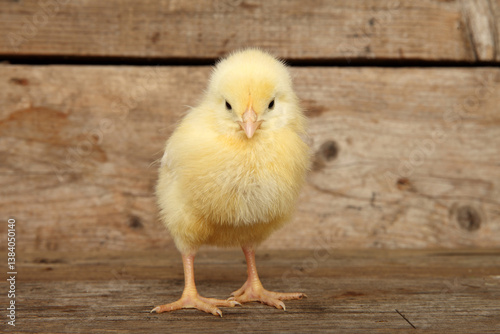 Yellow chick on a wooden background