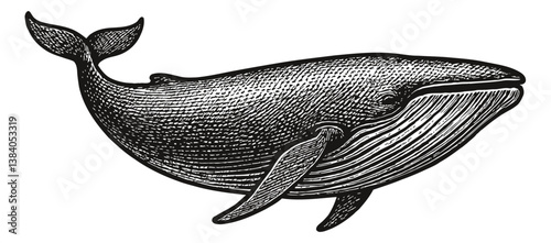 Engraved Illustration of a Whale Swimming in the Ocean, Black and White Line Art, Vector