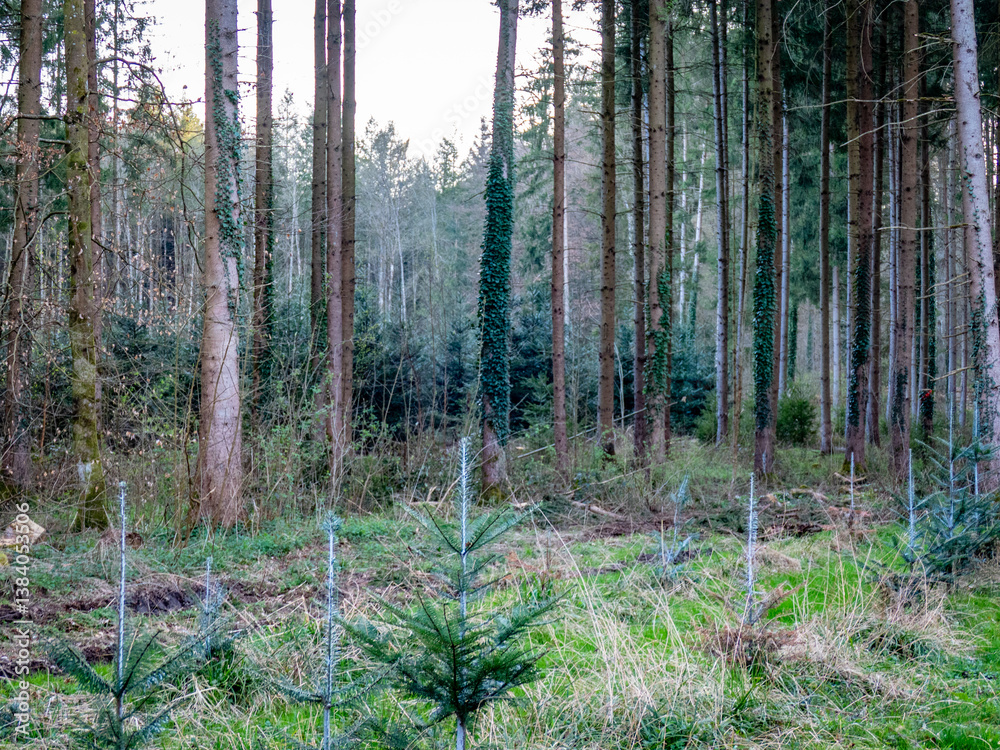 Obraz premium Wiederaufforstung im Mischwald im Frühjahr