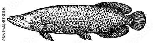 Detailed Monochrome Engraving Illustration of a Single Arapaima Fish Swimming