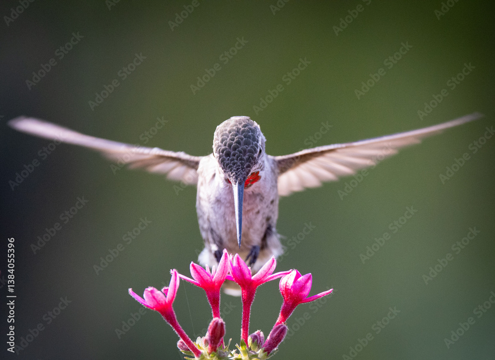 A hummingbird makes a cross with his wings while feeding on beautiful pink petals and wildflowers in a garden.