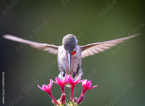 Obraz na płótnie A hummingbird makes a cross with his wings while feeding on beautiful pink petals and wildflowers in a garden. w salonie